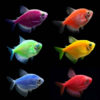 Glo fish for sale oline