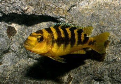 bumblebee malawi cichlids